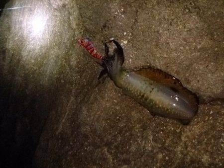 朝マヅメから夕マヅメまで香住～西へランガン…